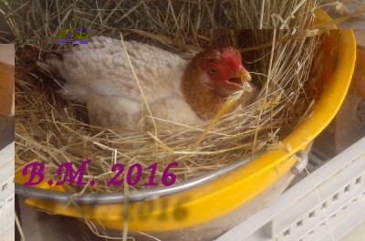 20160329_134523.jpg (87.08 KiB) Osservato 1320 volte 20160329_134523.jpg