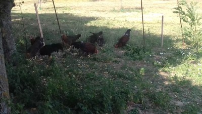 20170616_100809.jpg (104.08 KiB) Osservato 939 volte 20170616_100809.jpg