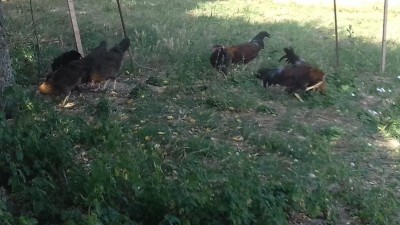 20170616_100820.jpg (90.68 KiB) Osservato 939 volte 20170616_100820.jpg