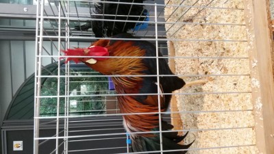 IMG-20171111-WA0013.jpeg (106.84 KiB) Osservato 883 volte IMG-20171111-WA0013.jpeg