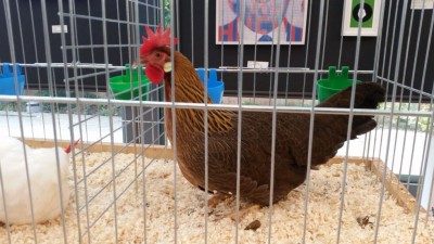 IMG-20171111-WA0011.jpeg (96.85 KiB) Osservato 883 volte IMG-20171111-WA0011.jpeg