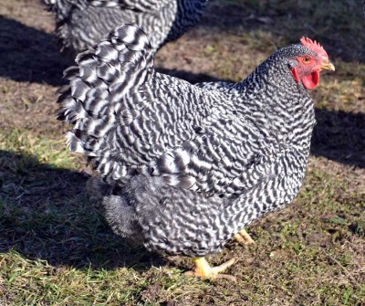 Amrocks76.jpg (132.6 KiB) Osservato 960 volte Amrocks76.jpg