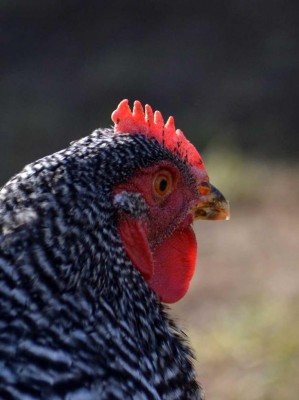 Amrocks76_cresta.jpg (63.97 KiB) Osservato 960 volte Amrocks76_cresta.jpg