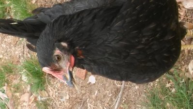 20190410_172053.jpg (77.29 KiB) Osservato 1268 volte 20190410_172053.jpg