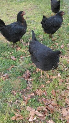 20190412_180040 (2).jpg (164.53 KiB) Osservato 1268 volte 20190412_180040 (2).jpg