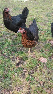 20190412_180022 (2).jpg (172.92 KiB) Osservato 1268 volte 20190412_180022 (2).jpg