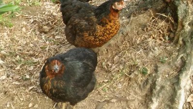 20190410_172249.jpg (129.7 KiB) Osservato 1268 volte 20190410_172249.jpg