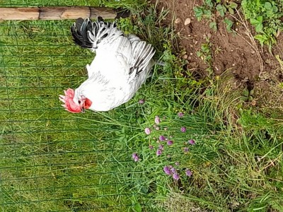 20210502_114311.jpg (205.8 KiB) Osservato 633 volte 20210502_114311.jpg