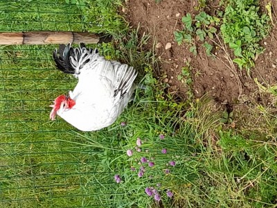 20210502_114306.jpg (203.37 KiB) Osservato 570 volte 20210502_114306.jpg