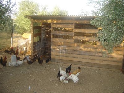 Vista frontale del Pollaio N.1 / Pollaio N.1.JPG Pollaio N.1.JPG