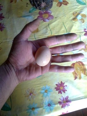 Immag0244.JPG (93.26 KiB) Osservato 1575 volte Immag0244.JPG