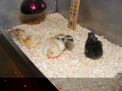 Dscf1713.jpg (34.21 KiB) Osservato 1073 volte Dscf1713.jpg