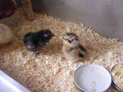 Dscf1718.jpg (35.94 KiB) Osservato 1073 volte Dscf1718.jpg