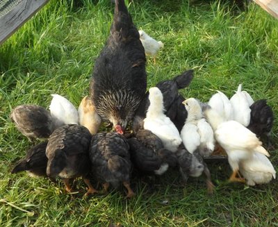 schiuse 2013 041.jpg (101.06 KiB) Osservato 1289 volte schiuse 2013 041.jpg