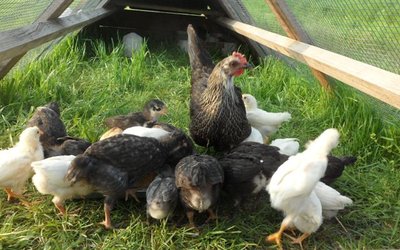 schiuse 2013 047.jpg (92.62 KiB) Osservato 1289 volte schiuse 2013 047.jpg