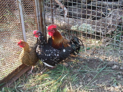 galline.jpg (175.4 KiB) Osservato 751 volte galline.jpg