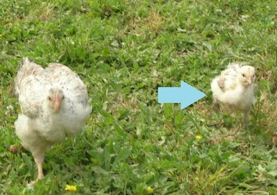 DSCN5541.JPG (124.54 KiB) Osservato 2539 volte DSCN5541.JPG