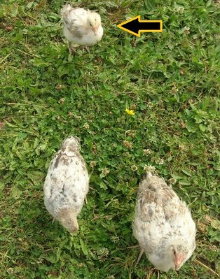 DSCN5554.JPG (242.05 KiB) Osservato 2539 volte DSCN5554.JPG