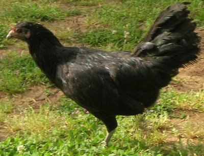 DSCN5330.JPG (121.13 KiB) Osservato 1170 volte DSCN5330.JPG