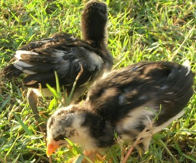 DSCN7164.JPG (187.16 KiB) Osservato 1170 volte DSCN7164.JPG