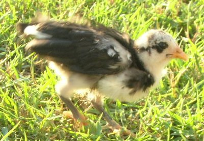 DSCN7165.JPG (92.28 KiB) Osservato 1170 volte DSCN7165.JPG