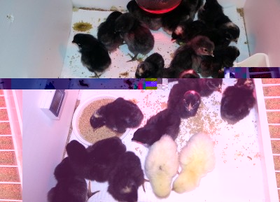 20140308_073846 - Copia.jpg (168.12 KiB) Osservato 1062 volte 20140308_073846 - Copia.jpg