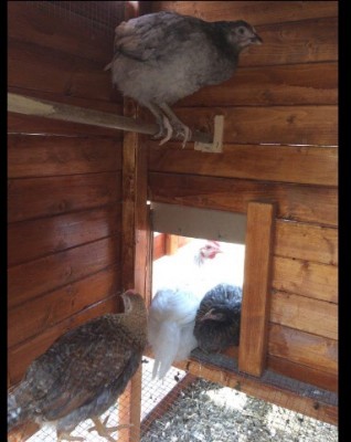 image.jpg (63.87 KiB) Osservato 516 volte image.jpg