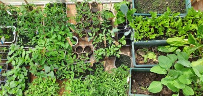 20200508_144935.jpg (166.57 KiB) Osservato 347 volte 20200508_144935.jpg