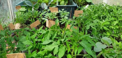 20200508_144948.jpg (135.8 KiB) Osservato 347 volte 20200508_144948.jpg