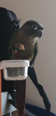 WhatsApp Image 2020-09-21 at 16.10.06.jpeg (33.12 KiB) Osservato 476 volte WhatsApp Image 2020-09-21 at 16.10.06.jpeg