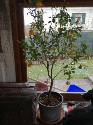 IMG_20201208_115919.jpg (117.72 KiB) Osservato 370 volte IMG_20201208_115919.jpg