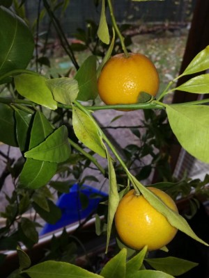 IMG_20201208_120026.jpg (78.58 KiB) Osservato 370 volte IMG_20201208_120026.jpg