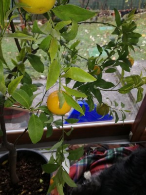 IMG_20201208_115936.jpg (90.73 KiB) Osservato 370 volte IMG_20201208_115936.jpg