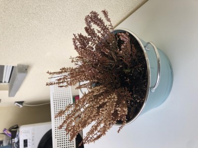 IMG_7275.jpeg (99.33 KiB) Osservato 503 volte IMG_7275.jpeg