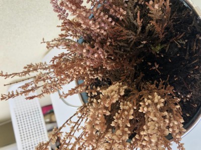 IMG_7276.jpeg (134.34 KiB) Osservato 503 volte IMG_7276.jpeg