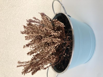 IMG_7274.jpeg (96.74 KiB) Osservato 503 volte IMG_7274.jpeg