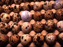 queste sono le uova di quaglia... / uova di quaglia.jpg uova di quaglia.jpg
