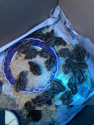 IMG_4137.jpg (118.62 KiB) Osservato 3997 volte IMG_4137.jpg