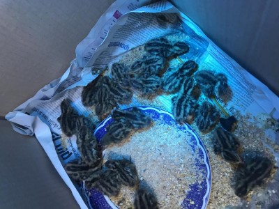 IMG_4140.jpg (118.98 KiB) Osservato 3997 volte IMG_4140.jpg