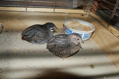 DSC00019_736x492.jpg (48.23 KiB) Osservato 923 volte DSC00019_736x492.jpg