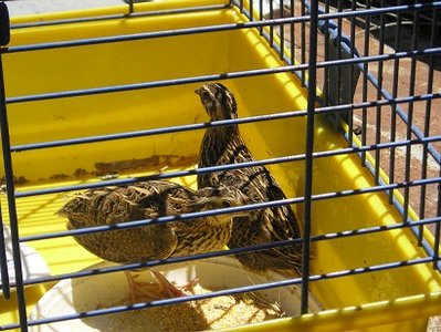 P1010121.JPG (83.47 KiB) Osservato 1040 volte P1010121.JPG