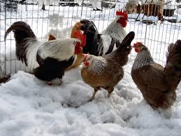 razza strana.jpg razza strana.jpg