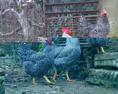 16735044_10208375022669300_2051322883_o.jpg (204.01 KiB) Osservato 1214 volte 16735044_10208375022669300_2051322883_o.jpg