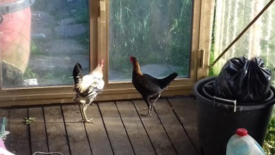 20170520_191857.jpg (76.87 KiB) Osservato 1625 volte 20170520_191857.jpg