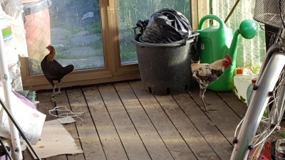 IMG-20170521-WA0000.jpg (94.52 KiB) Osservato 1603 volte IMG-20170521-WA0000.jpg