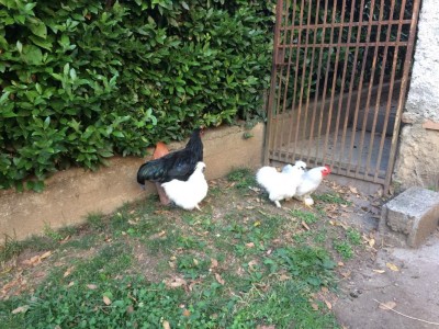 IMG_0015 (4).JPG (175.71 KiB) Osservato 926 volte IMG_0015 (4).JPG