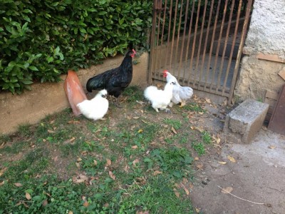 IMG_0017 (3).JPG (167.52 KiB) Osservato 922 volte IMG_0017 (3).JPG