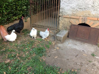 IMG_0016 (2).JPG (173.3 KiB) Osservato 922 volte IMG_0016 (2).JPG