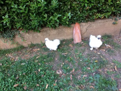 IMG_0020 (4).JPG (191.43 KiB) Osservato 922 volte IMG_0020 (4).JPG