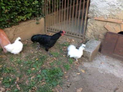 IMG_0018 (2).JPG (130.18 KiB) Osservato 922 volte IMG_0018 (2).JPG